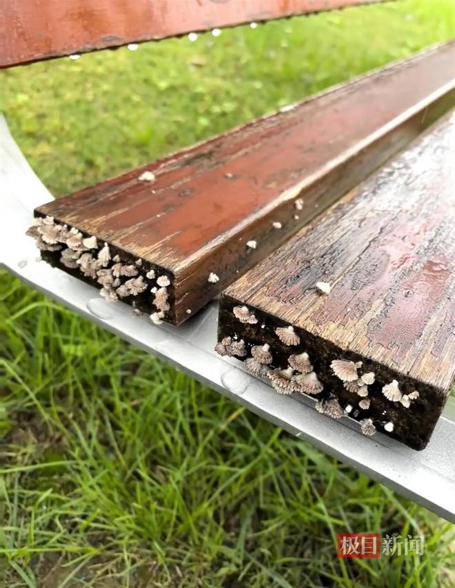 蘑菇大雁塔受潮城墙布满青苔气象局解释成因pg模拟器试玩西安连续一个多月降雨遍地长(图2)