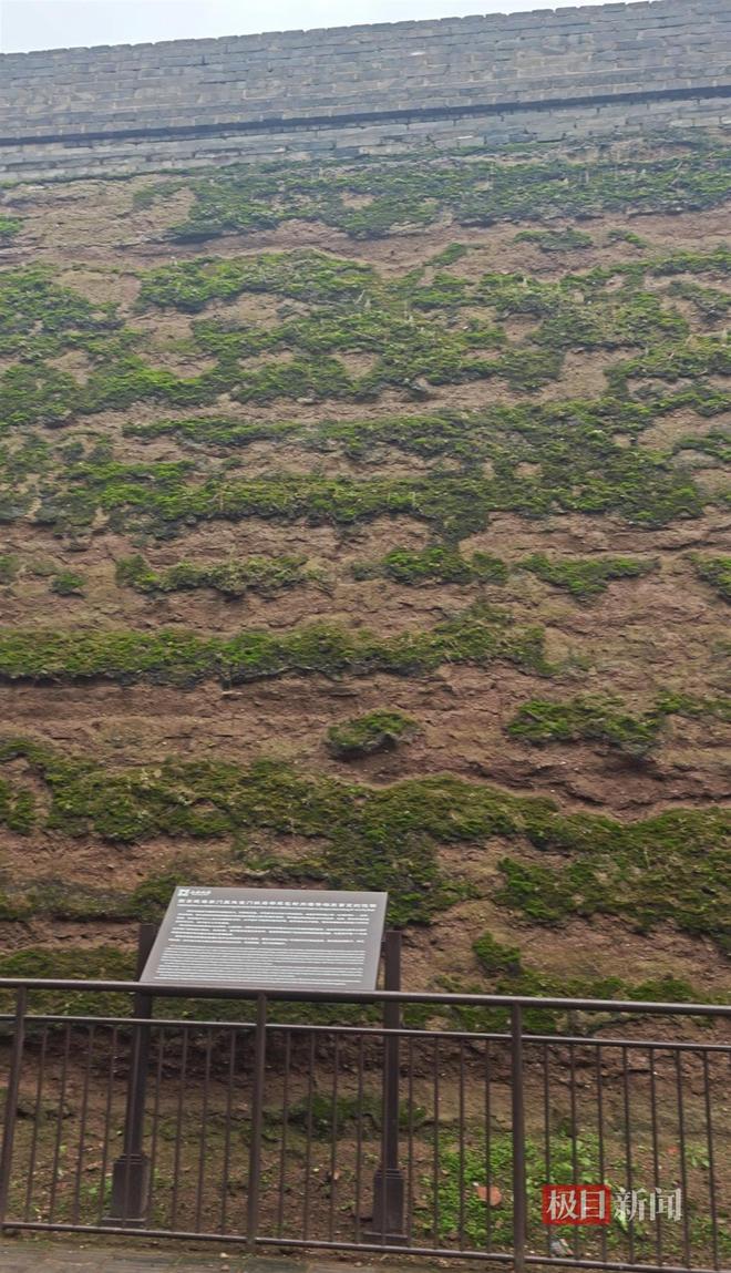 蘑菇大雁塔受潮城墙布满青苔气象局解释成因pg模拟器试玩西安连续一个多月降雨遍地长(图4)