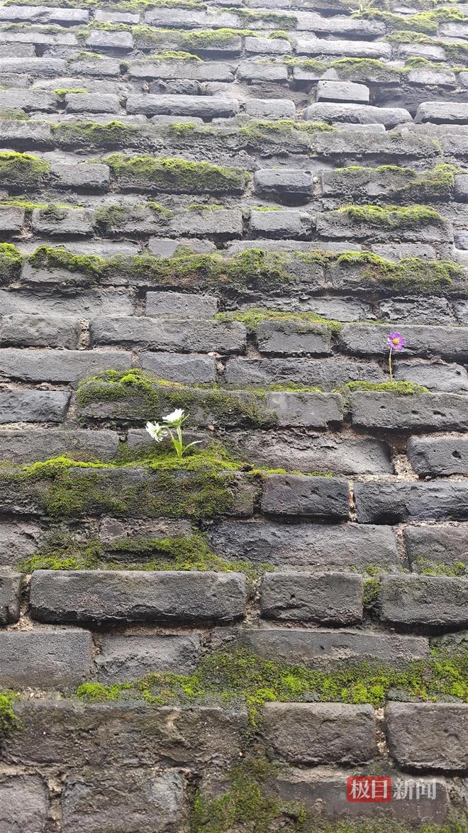 蘑菇大雁塔受潮城墙布满青苔气象局解释成因pg模拟器试玩西安连续一个多月降雨遍地长(图5)